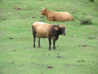 Fine cattle :: Taken by Nigel Dibben