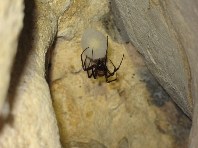 Dead Fox Dig - spiders