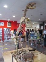 Bear skeleton in the shop at EL soplao :: Date 2024:08:13 12:44:36 :: Taken by Nigel Dibben :: Camera Canon PowerShot SX150 IS